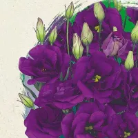 Купить семена Эустома Эхо голубая Sakata