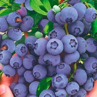 Купить семена Голубика Аврора высокая