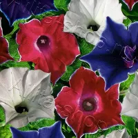 Купить семена Ипомея японская Киозаки (Нил Кайкио-заки)