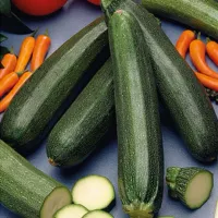 Купить семена Кабачок Деликатес