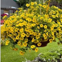 Купить семена Калибрахоа гибридная Каблум Еллоу