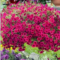 Купить семена Калибрахоа гибридная Каблум Роз Бласт