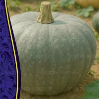 Купить семена Кавбуз Чалма Хана