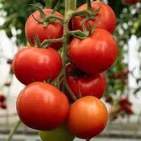 Купить семена Томат Кохава