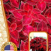 Купить семена Колеус Визард Красный бархат (Velvet Red) F1