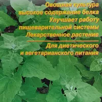 Купить семена Лебеда Рубра садовая