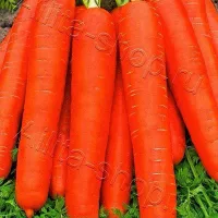 Купить семена Морковь Нантская красная