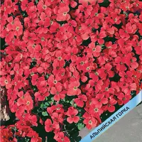 Купить семена Обриета Адансона Красный каскад