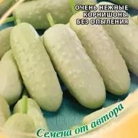 Купить семена Огурец Белый ангел