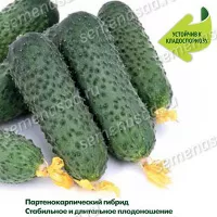 Купить семена Огурец Джокер 77 F1