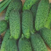 Купить семена Огурец Кибрия