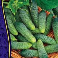 Купить семена Огурец Китайский Малыш мини-корнишон