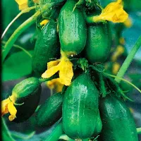 Купить семена Огурец Круглый урожай F1