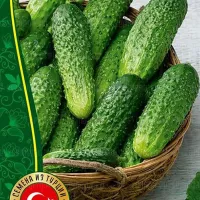 Купить семена Огурец Ратник корнишон