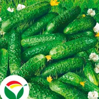 Купить семена Огурец Сибирский Салют F1