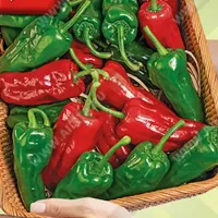 Купить семена Перец Падрон