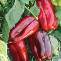 Купить семена Перец сладкий Помпео F1