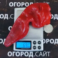 Купить семена Перец сладкий Грузинский нос