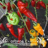Купить семена Перец сладкий Грузинский нос