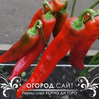 Купить семена Перец Корн ди торо (Бычий рог красный)