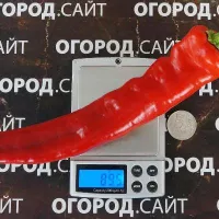 Купить семена Перец Корн ди торо (Бычий рог красный)