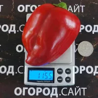 Купить семена Перец Любова Ладонь