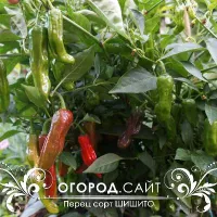 Купить семена Перец Шишито