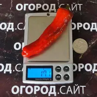 Купить семена Перец Шишито