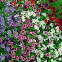 Купить семена Петуния Джоконд F1 смесь