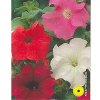 Купить семена Петуния Игл смесь F1 крупноцветковая