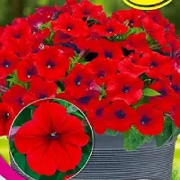 Купить семена Петуния Е3 Изи вейв F1 Ред