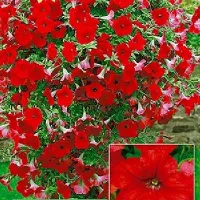 Купить Петуния Изи вейв F1 красная