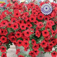 Купить семена Петунию Тайдал Вейв Ред Велюр