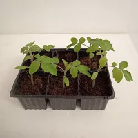 Купить семена Подвой Эмперадор F1