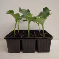 Купить семена Подвой Шинтоза F1 для томатов, баклажан, огурцов, арбузов Nunhems