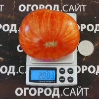 Купить семена Томат Бриллиантовые ноги