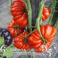 Купить Томат Американский ребристый красный
