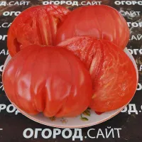 Купить семена Томат Бифштекс Альби (минусинский)