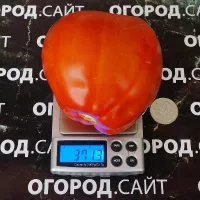 Купить семена Томат Минусинские стаканы розовые