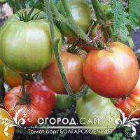 Купить семена Томат Болгарское чудо