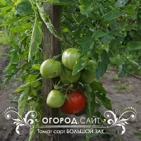 Купить семена Томат Большой зак