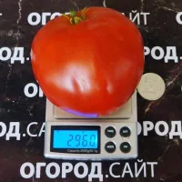 Купить семена Томат Минусинский