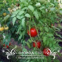 Купить семена Томат Минусинский