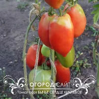 Купить семена Томат Бычье сердце Минусинское кистевое