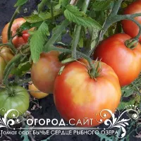 Купить Томат Бычье сердце рыбного озера