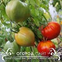 Купить семена Томат Бычье сердце Выставочное Минусинское