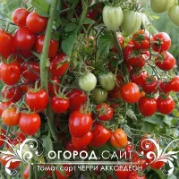 Купить семена Томат Аккордеон Черри