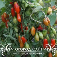 Купить семена Томат Дахтила Миноа