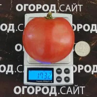 Купить семена Томат Дар Заволжья