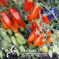 Купить семена томата Дебослив